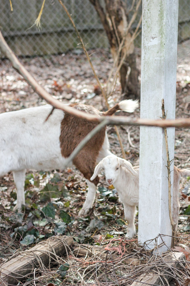 Renting Goats for Ivy Removal A FollowUp Erin Spain