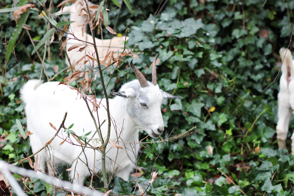 That Time We Rented a Herd of Goats for Ivy Removal Erin Spain