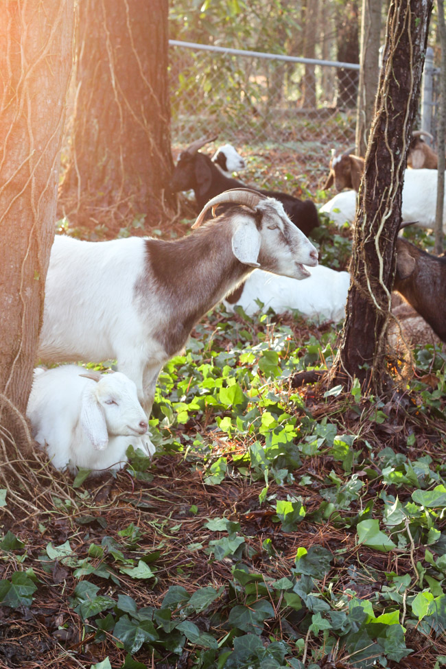 That Time We Rented a Herd of Goats for Ivy Removal Erin Spain