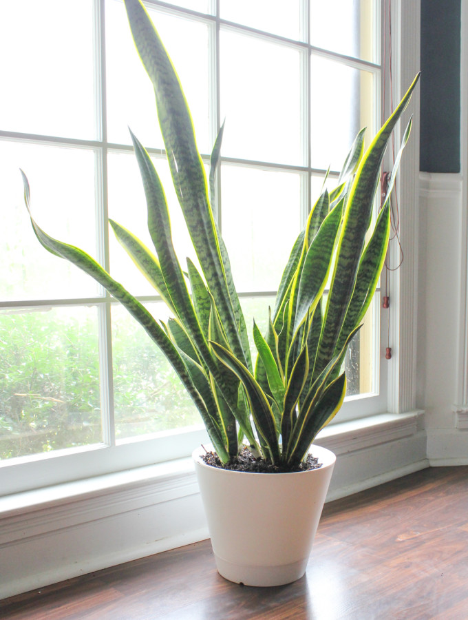 Introducing the Nimbus Pot self-watering planter.