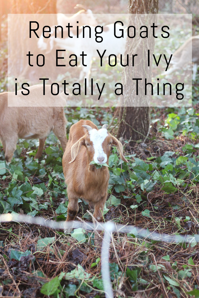 You can rent a herd of goats to eat your ivy and landscape your yard! Find out everything you need to know, plus see a cute goat video!